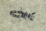 Two, Oligocene-Aged Fossil Seed Bugs (Aphanus) - France #255992-1